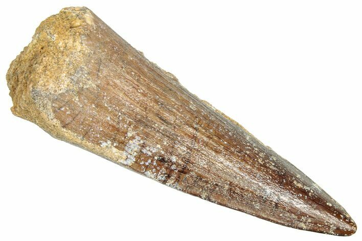 Fossil Spinosaurus Tooth - Real Dinosaur Tooth #357794